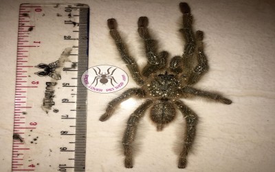 phormingochillus sp. rufus mature male tarantula